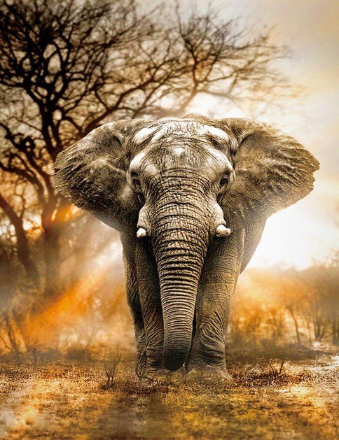 PAINT BY NUMBERS | ELEPHANT SAFARI