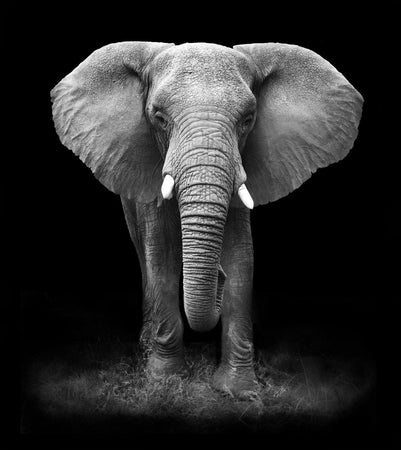PAINT BY NUMBERS | BLACK & WHITE ELEPHANT