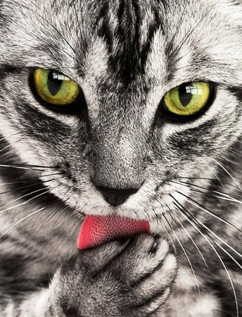 PAINT BY NUMBERS | GRAY CAT