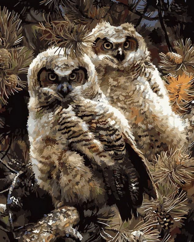 Paint by Numbers | Two Owls