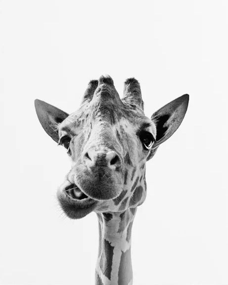 PAINT BY NUMBERS | BLACK & WHITE GIRAFFE