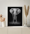 PAINT BY NUMBERS | BLACK & WHITE ELEPHANT